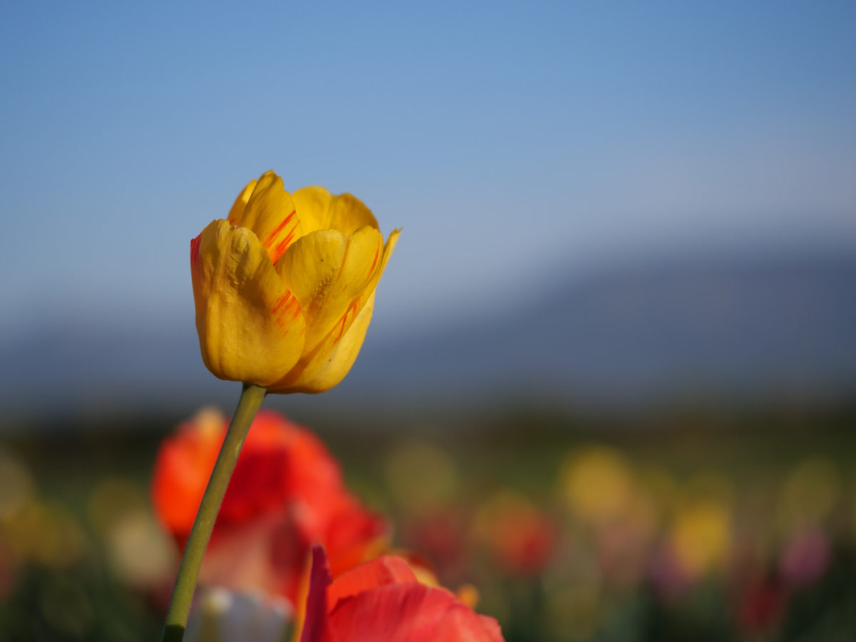 Tulpen (Tulipa)